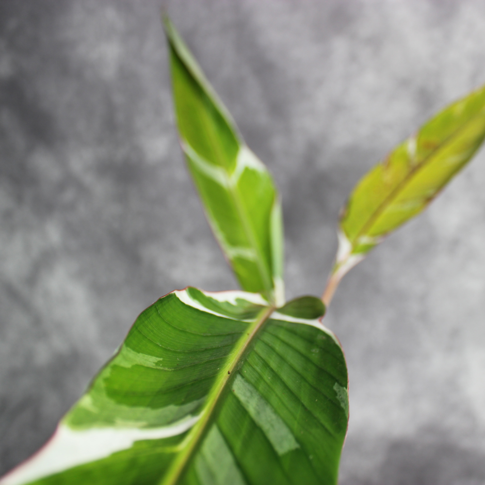 Musa Florida Variegata