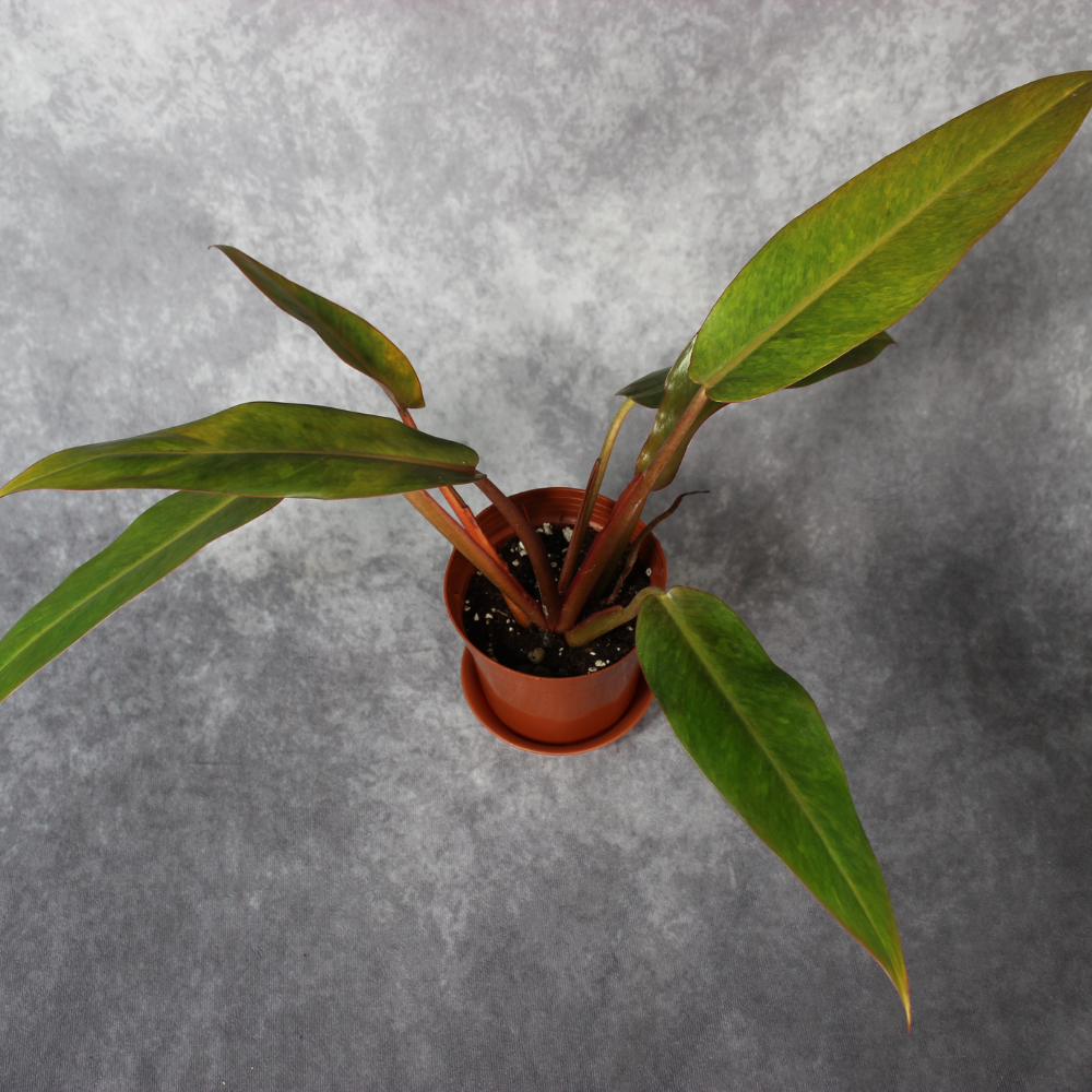 Philodendron Orange Marmalade (Straight)