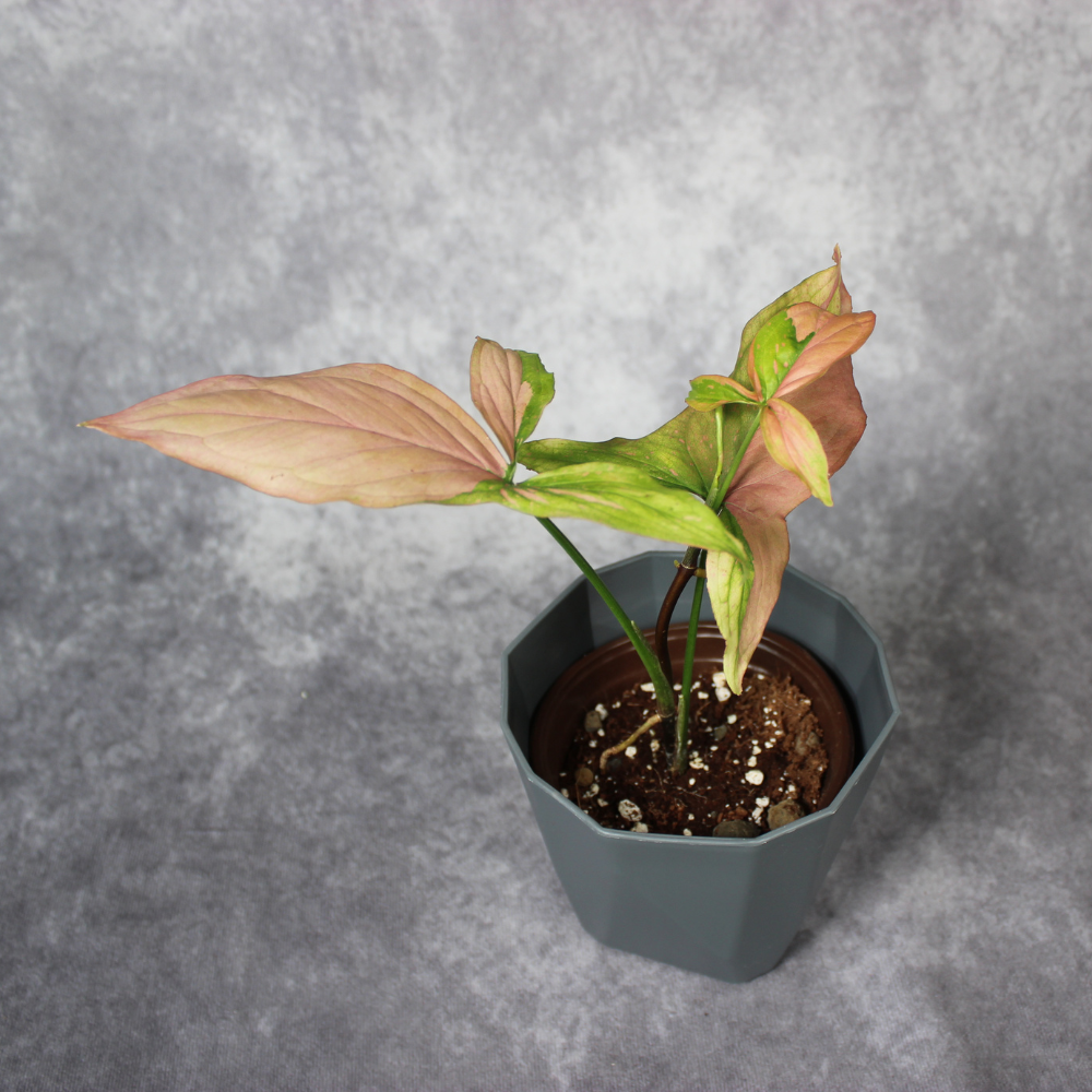 Syngonium Podophyllum Variegated  Pink Splash