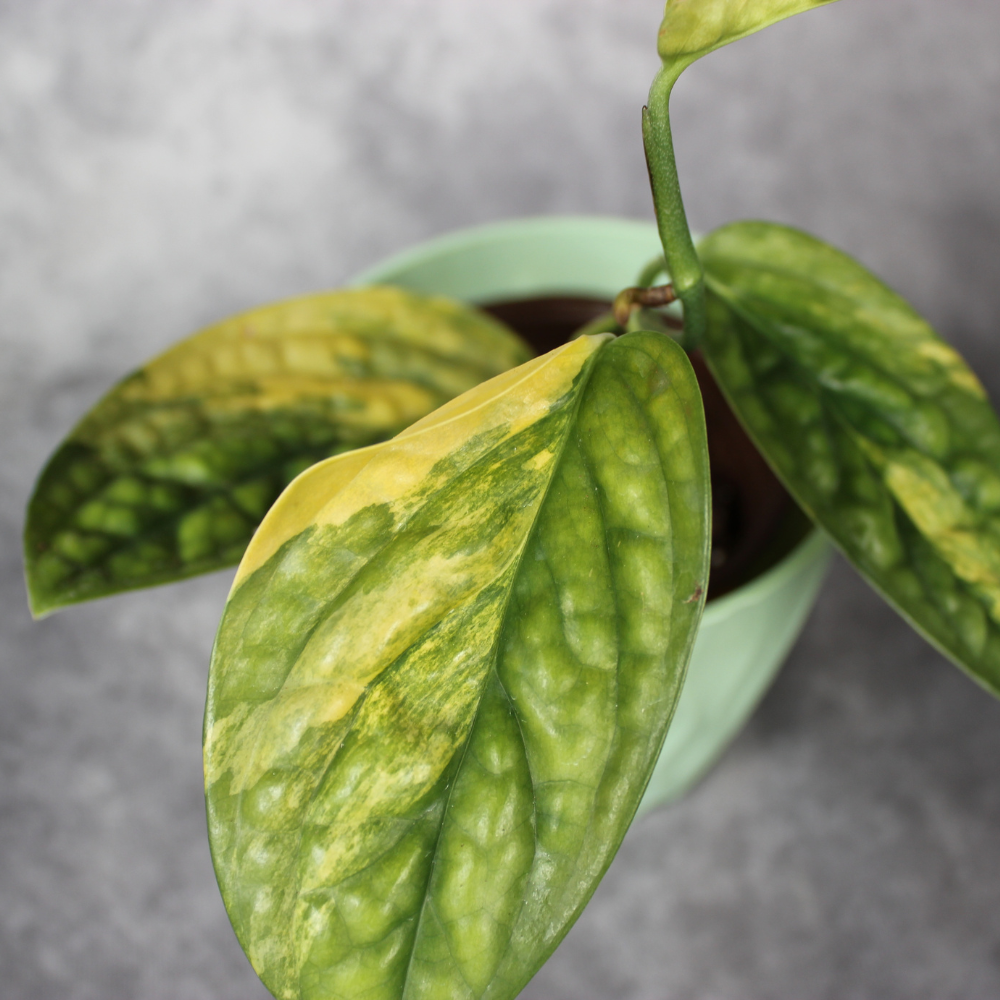 Monstera Peru Variegated