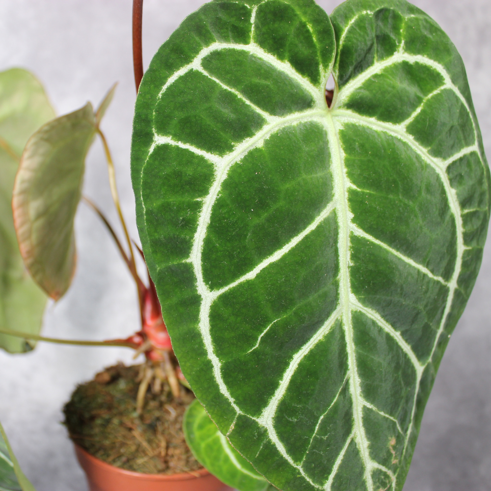 Anthurium Crystallinum