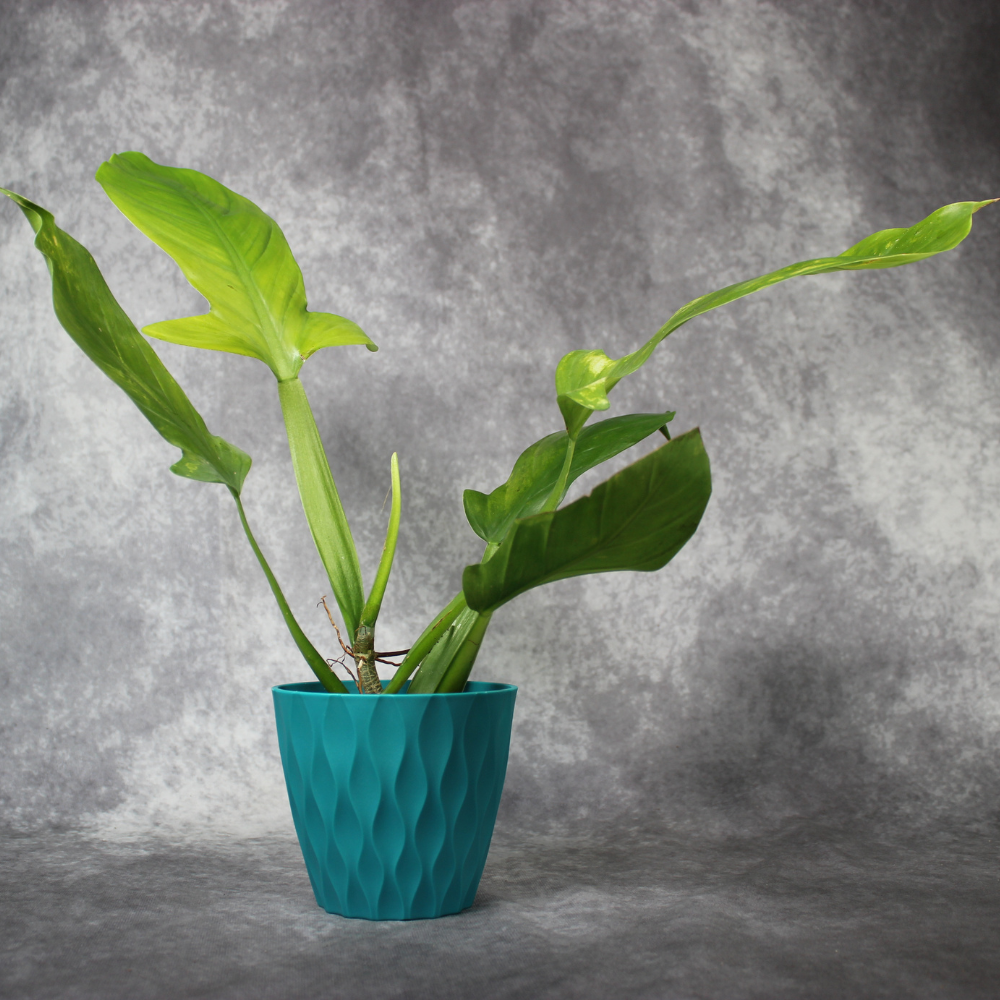 Philodendron Applanatum