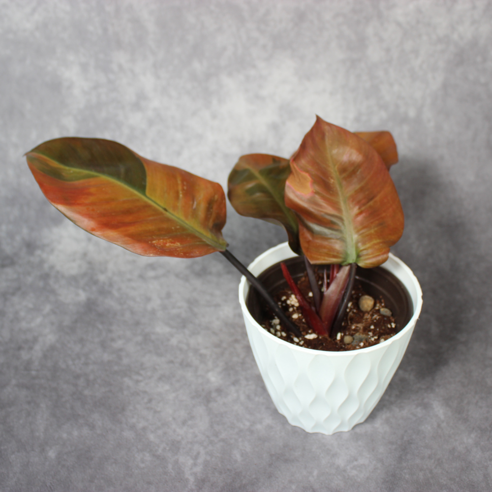 Philodendron Black Cardinal Variegated No2.