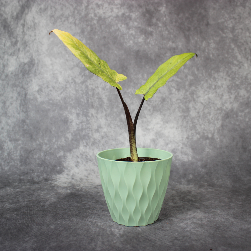 Alocasia Lauterbachiana Variegata