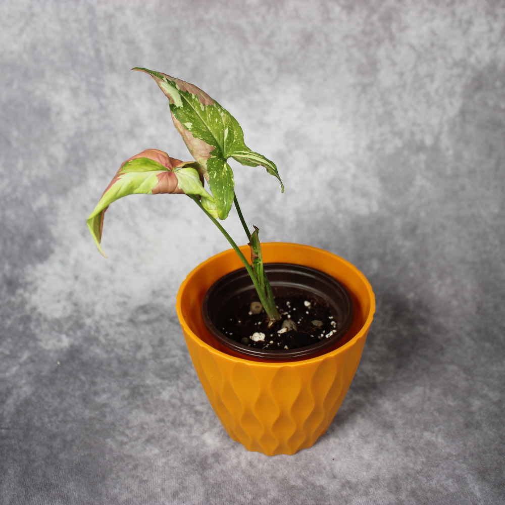 Syngonium Podophyllum Tri Color