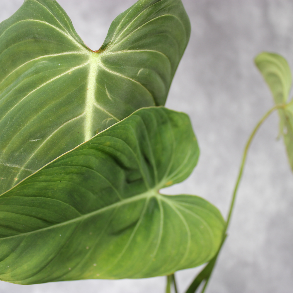Philodendron Glorious (Gloriosum X Melanochrysum)