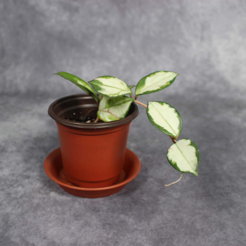 Hoya Carnosa Rubra Krimson Princess