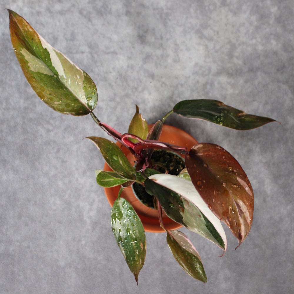 Philodendron Red Anderson