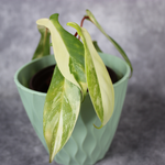 Philodendron Florida Beauty Variegated
