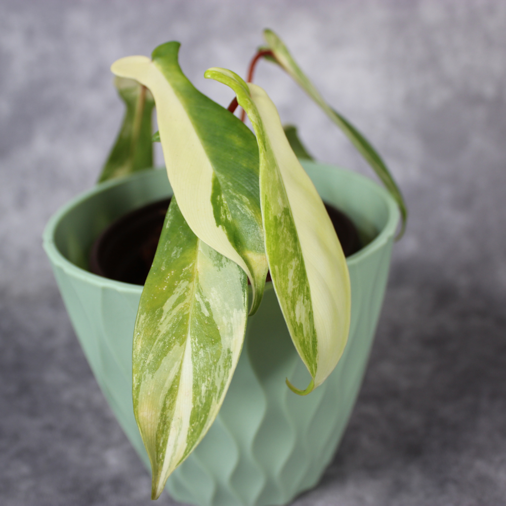 Philodendron Squamiferum Variegated 2-3 Leaves – Odd Leaf