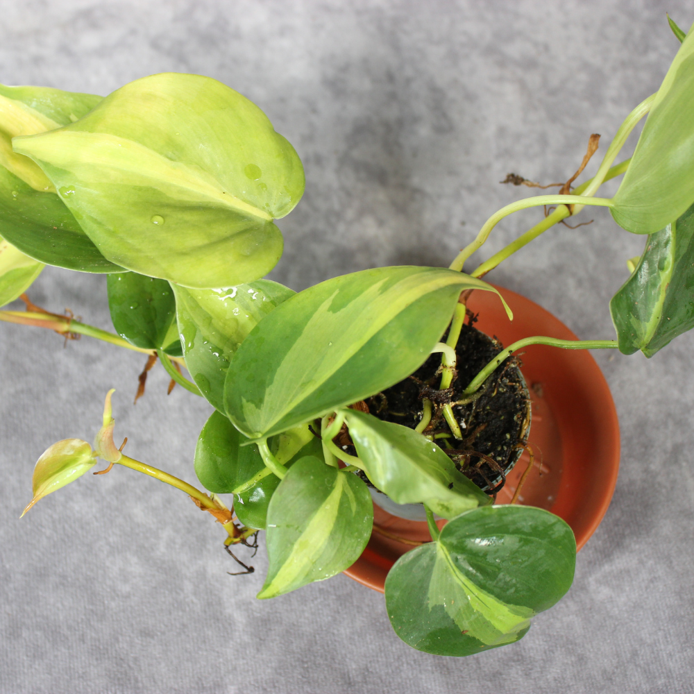 Philodendron Scandens Brasil