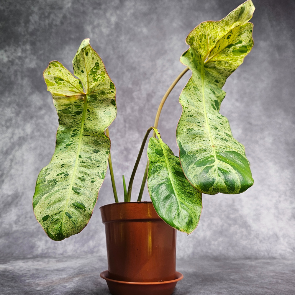 Philodendron Paraiso Verde