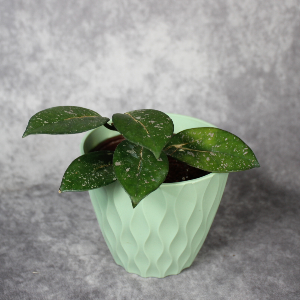 Hoya Carnosa Oval and Splash Leaf