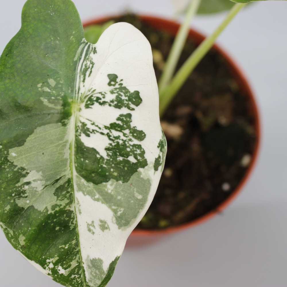 Alocasia Micholitziana Frydek Variegata