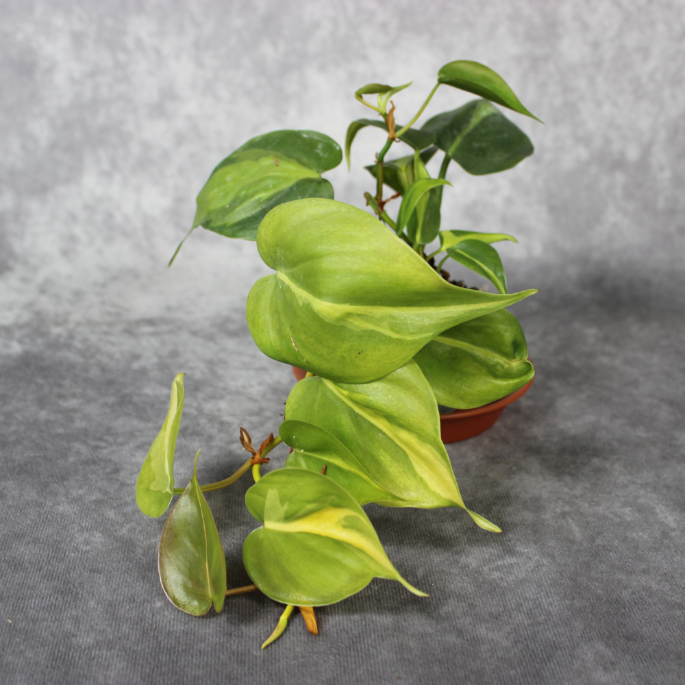 Philodendron Scandens Brasil