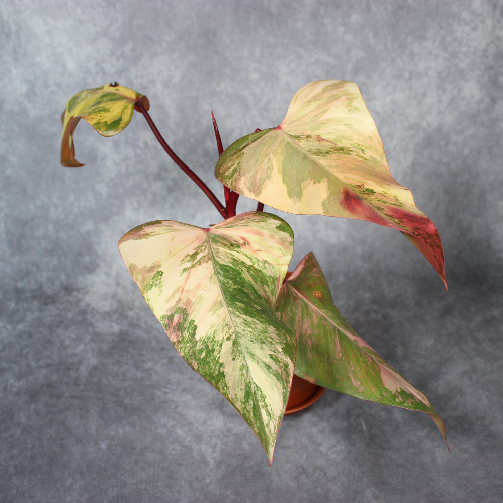 Philodendron Strawberry Shake
