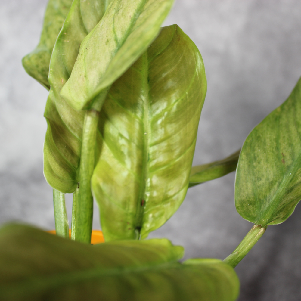 Philodendron Subhastatum Variegated Balleroy