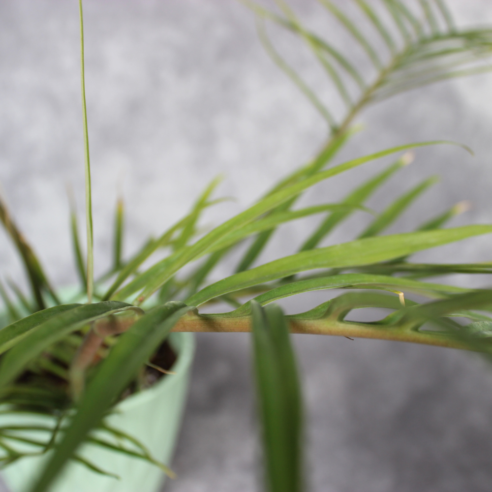Philodendron Tortum