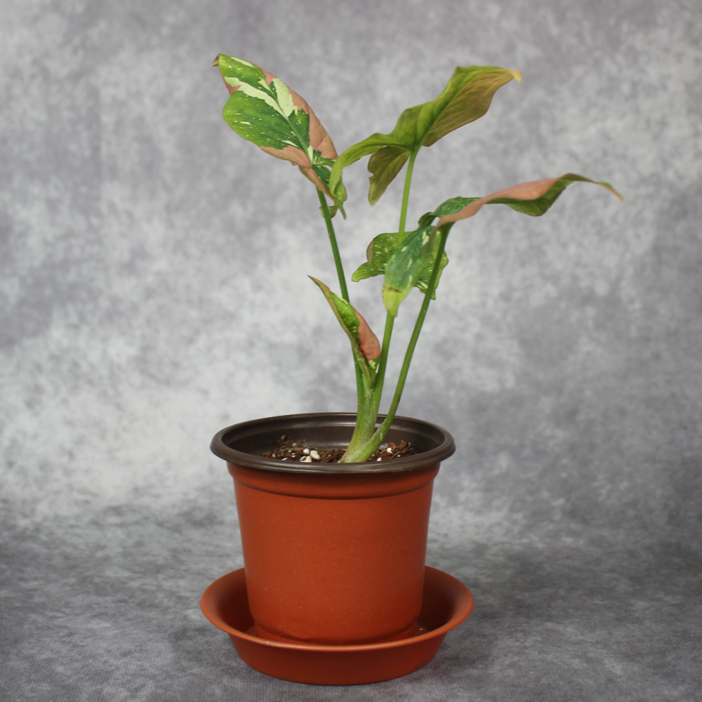 Syngonium Podophyllum Tri Color