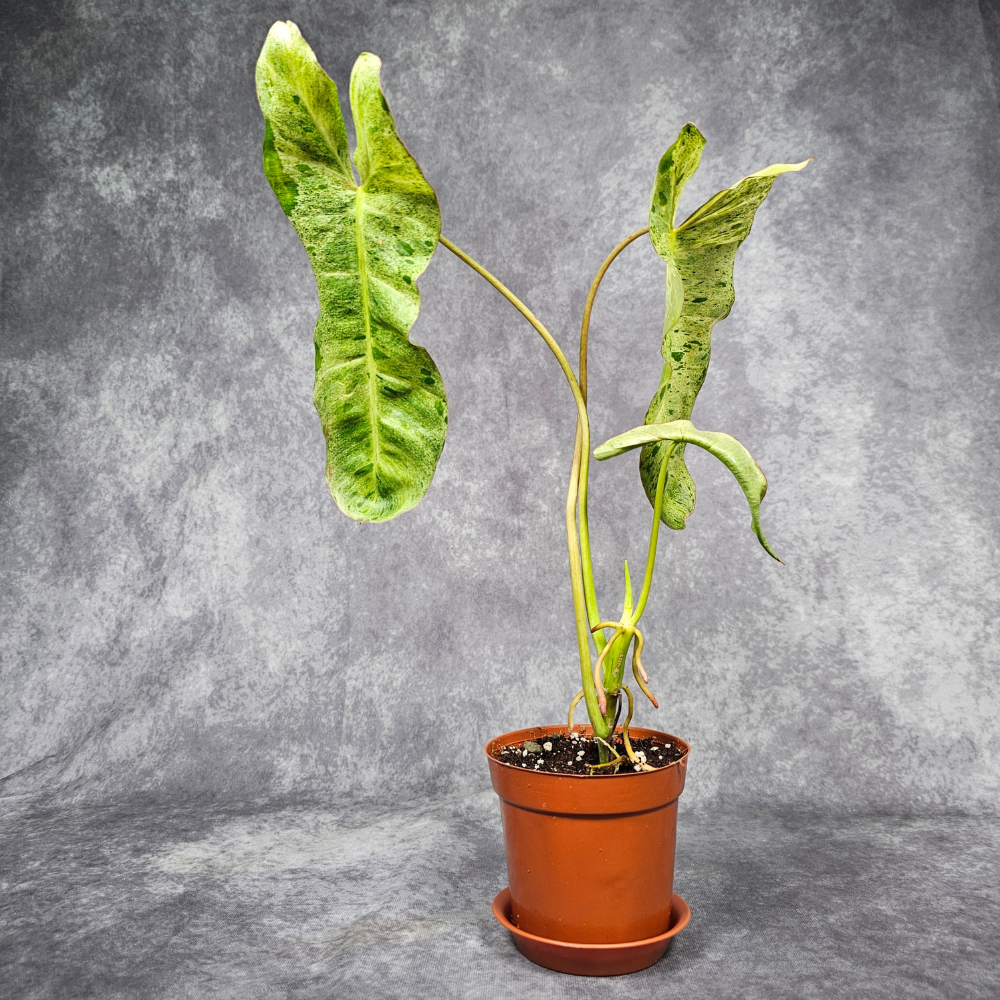 Philodendron Paraiso Verde