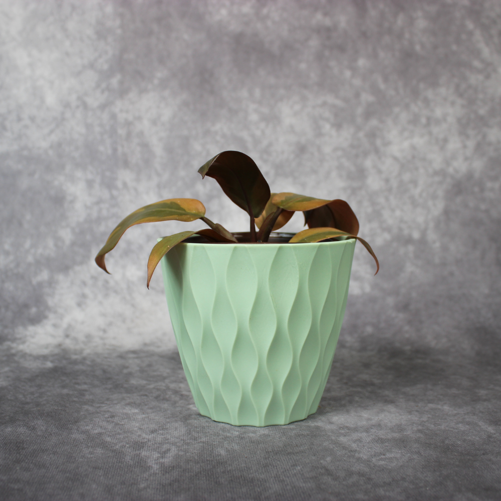 Philodendron Black Cardinal Variegated No2.