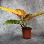 Philodendron Golden Serratum