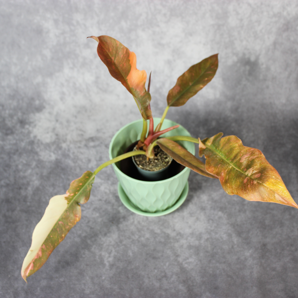 Philodendron Ring of Fire