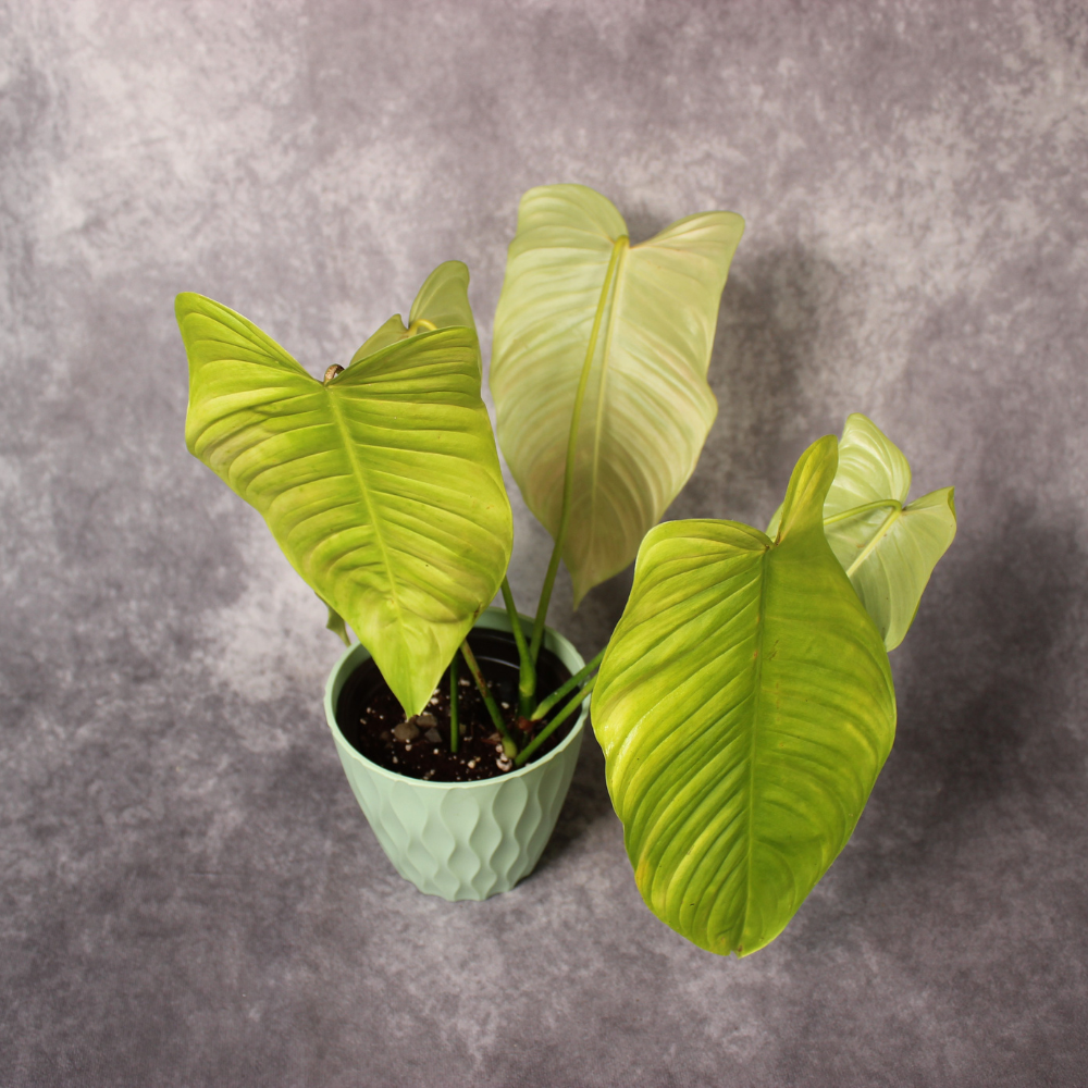 Philodendron Tenue Big Leaves