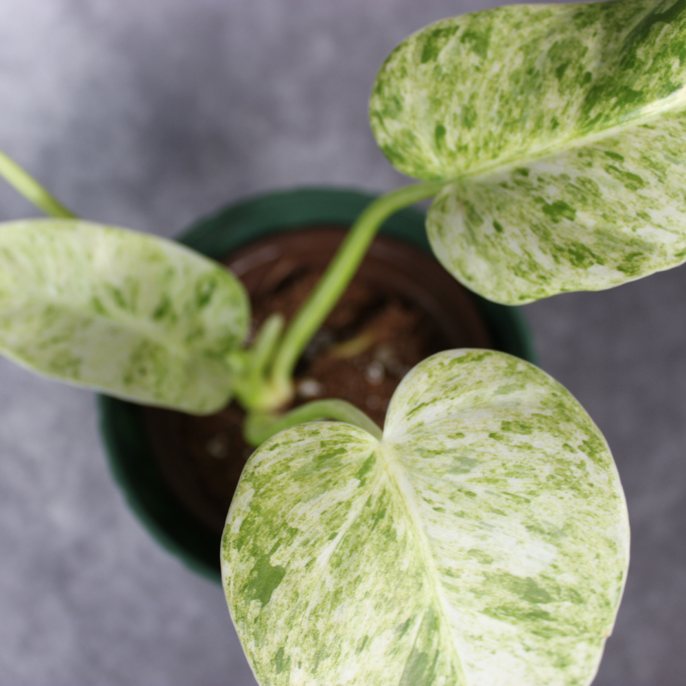 Philodendron Giganteum Blizzard Variegated