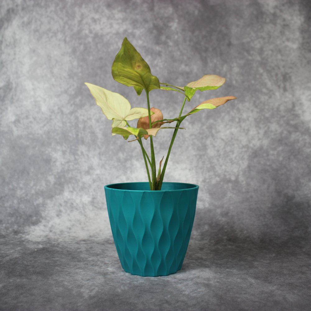 Syngonium Podophyllum Variegated  Pink Splash
