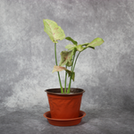 Syngonium Podophyllum Milk Confetti