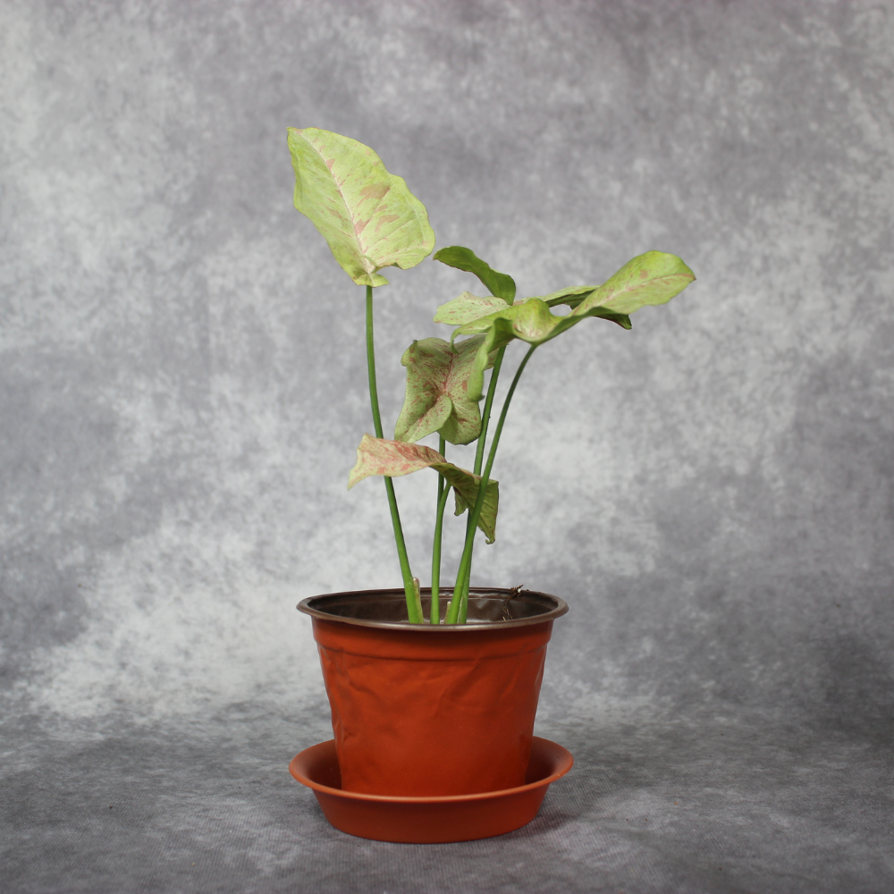 Syngonium Podophyllum Milk Confetti