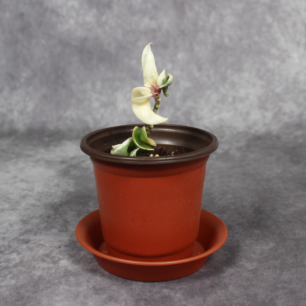 Hoya Carnosa Compacta Margin Variegated