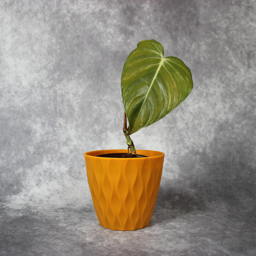 Philodendron Gloriosum x Melanochrysum Glorious Rare Houseplant – Odd Leaf