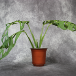 Monstera Esqueleto