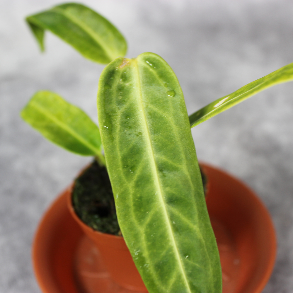 anthurium warocqueanum uk Anthurium Warocqueanum Rare Houseplant – Odd Leaf
