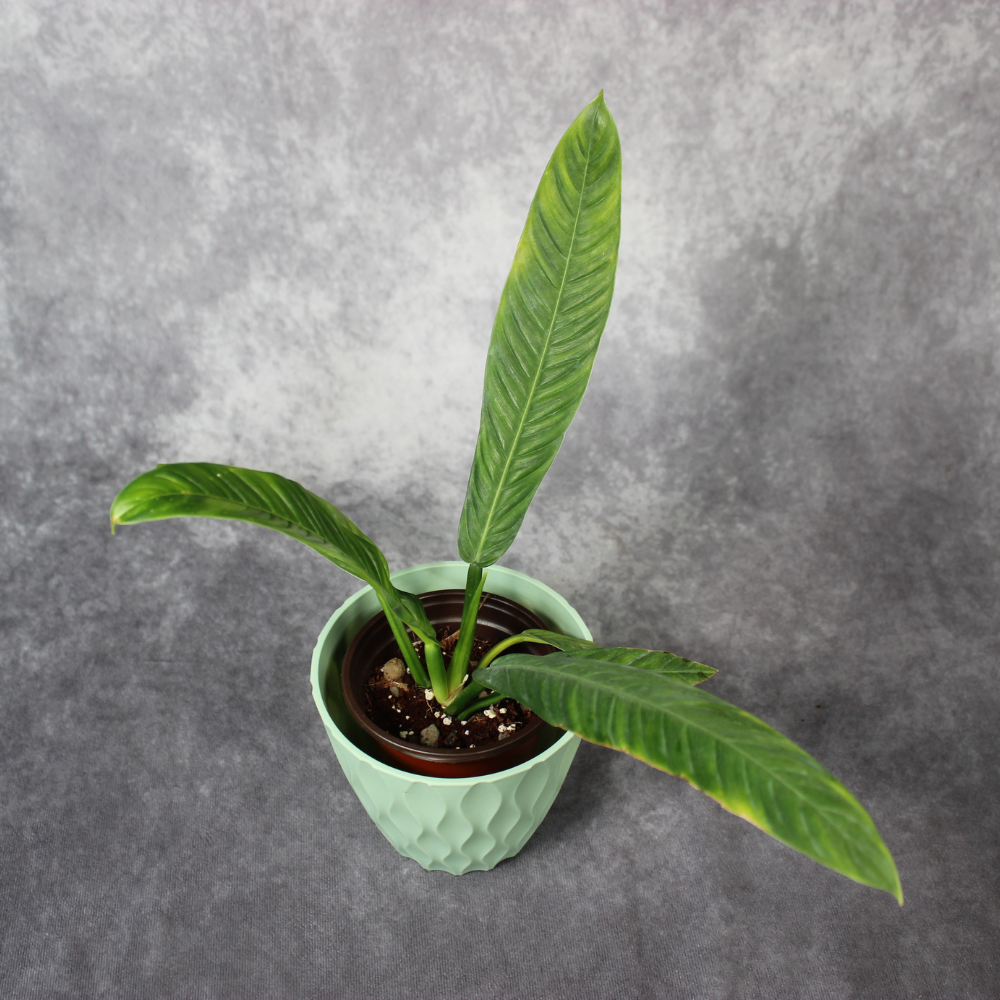 Philodendron Lynette Campii