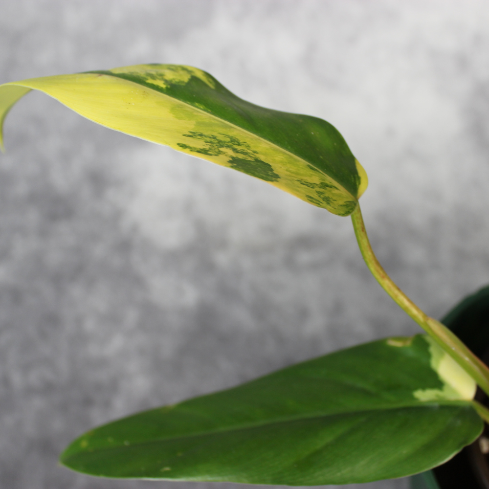Philodendron Hastatum Domesticum Variegated