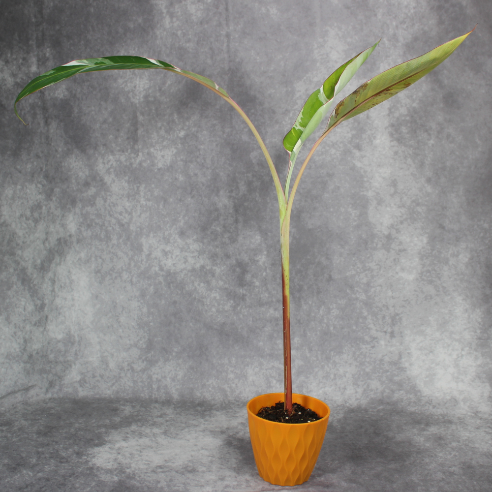 Musa Florida Variegata