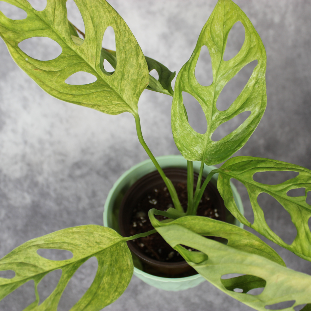 Monstera Adansonii Variegated Indo