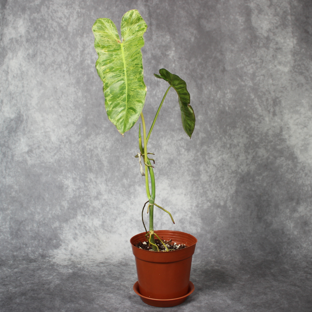 Philodendron Paraiso Verde