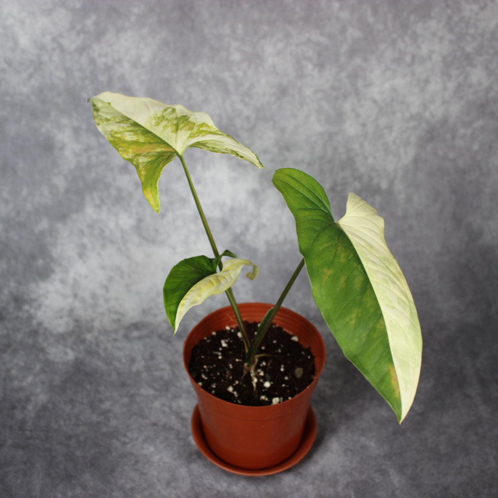 Syngonium Podophyllum Yellow Variegata