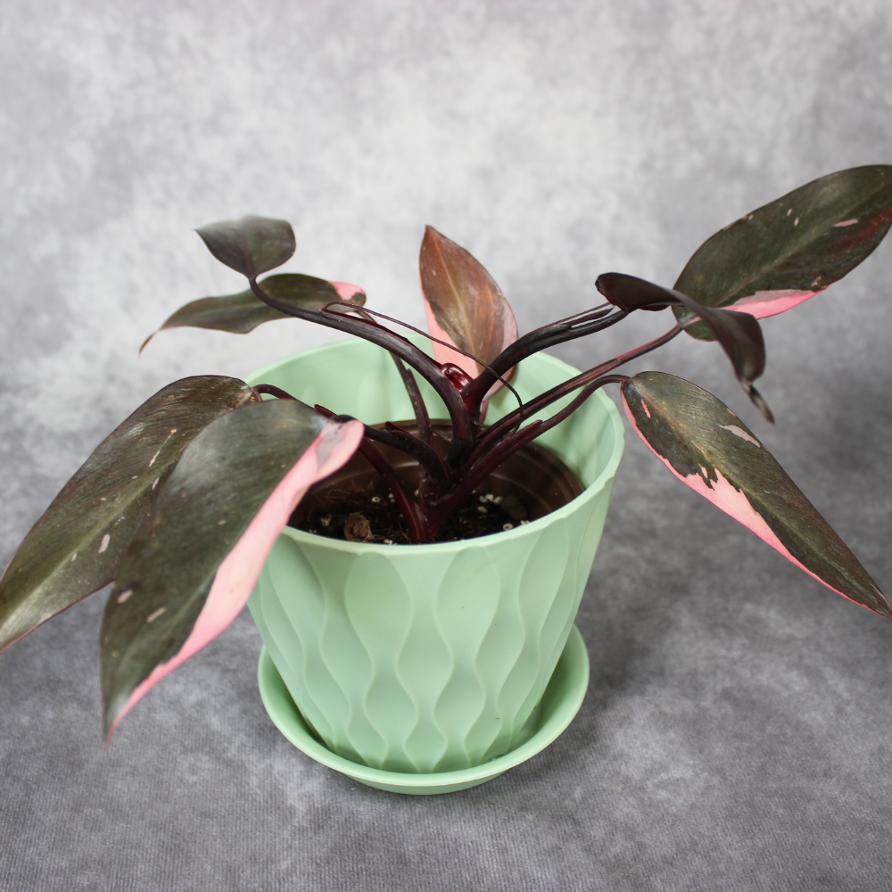 buy philodendron pink princess uk Philodendron Pink Princess – Odd Leaf