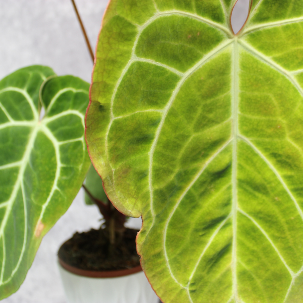 Anthurium Crystallinum