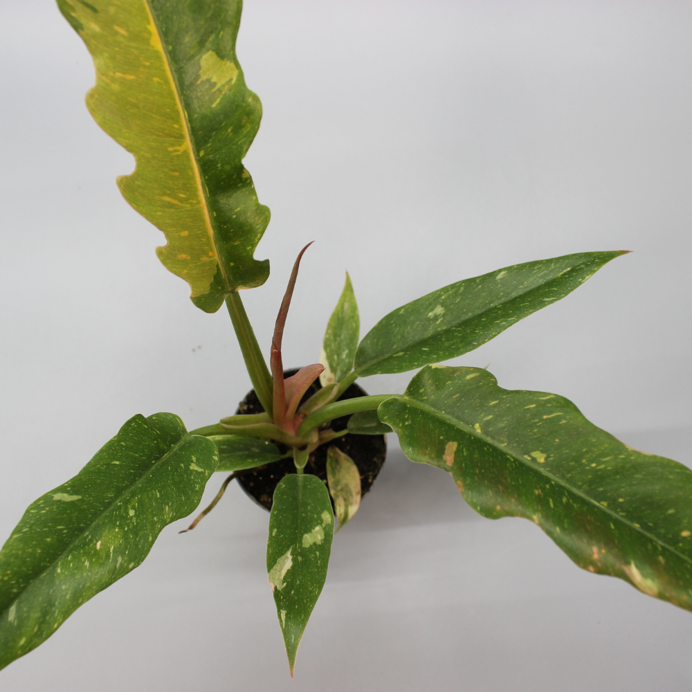 Philodendron Ring of Fire