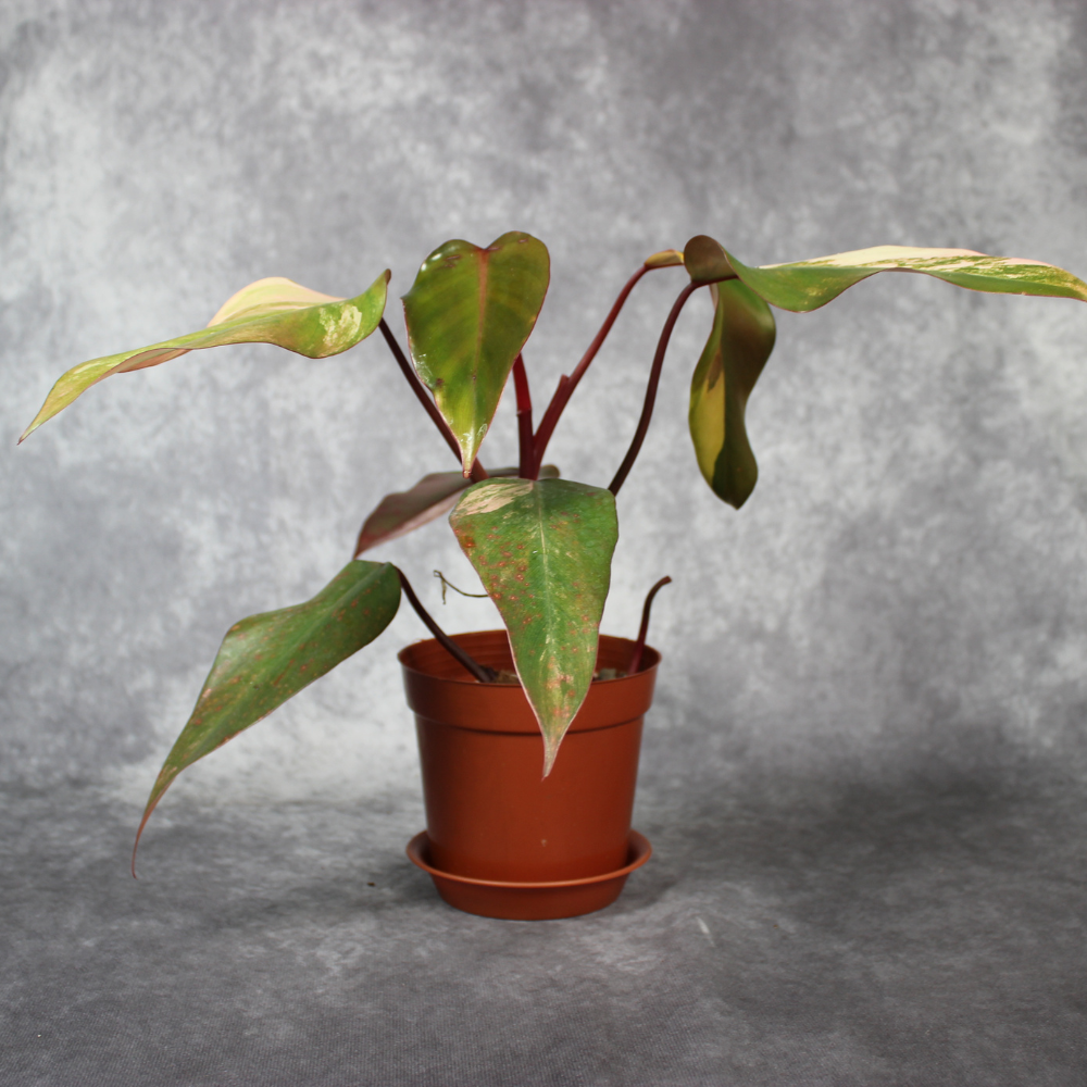 Philodendron Strawberry Shake