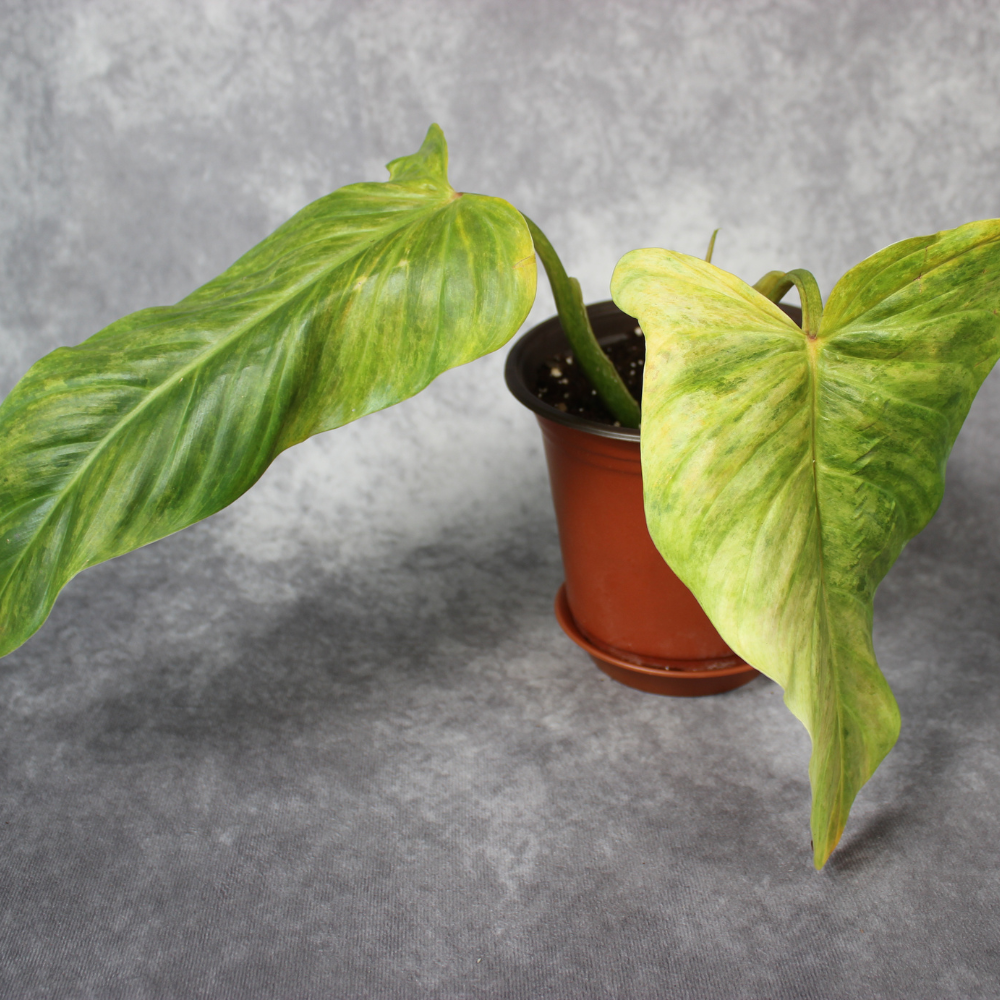 Philodendron Subhastatum Variegated Balleroy