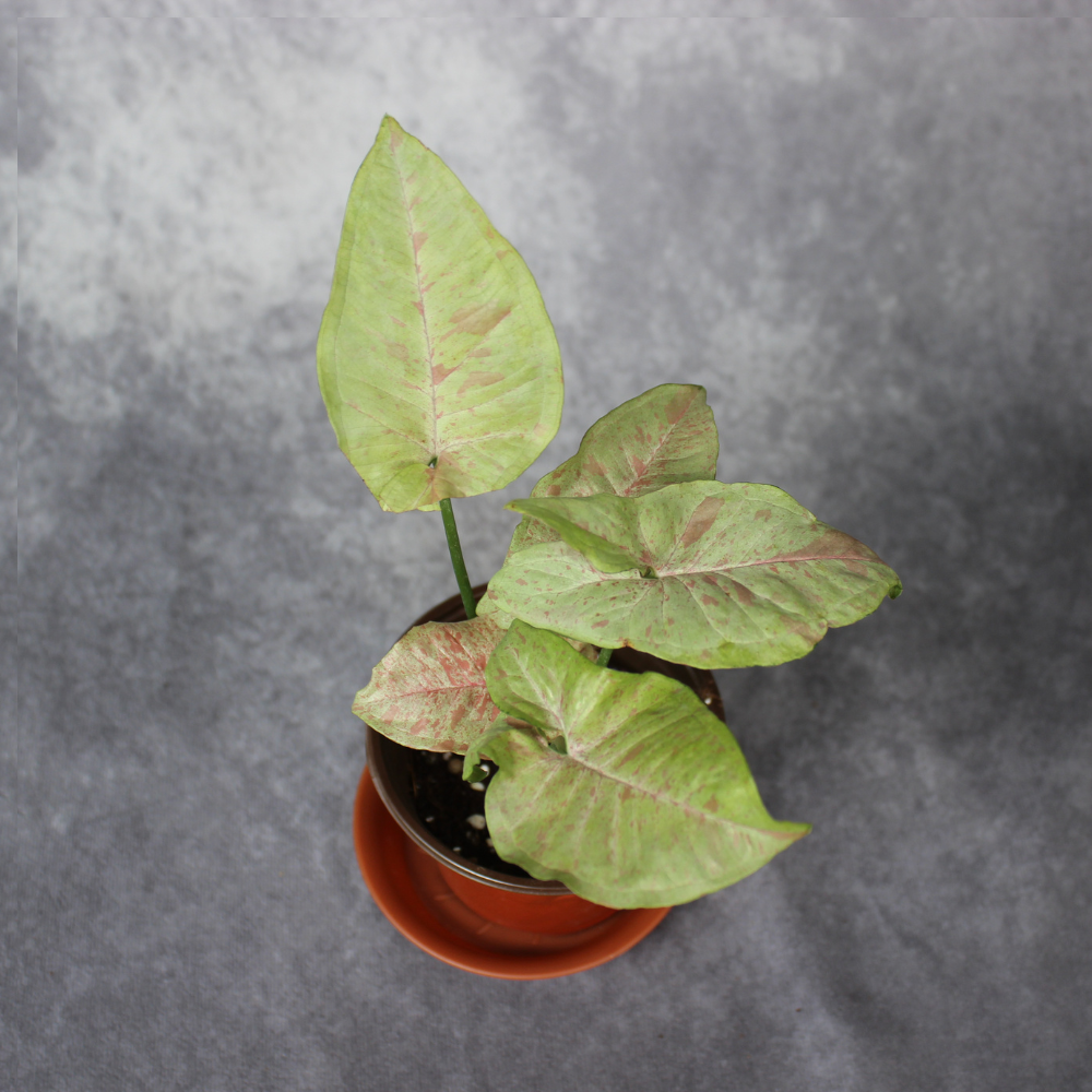 Syngonium Podophyllum Milk Confetti