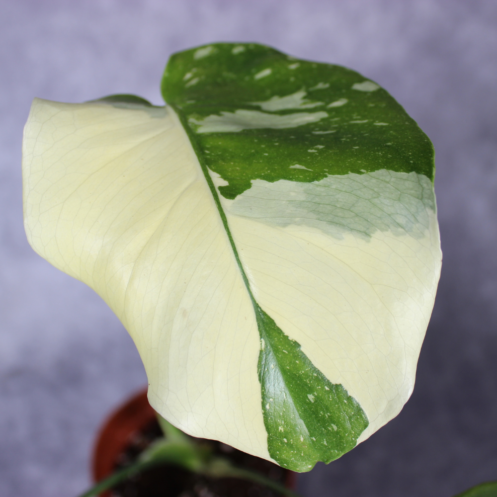 Monstera Thai Constellation