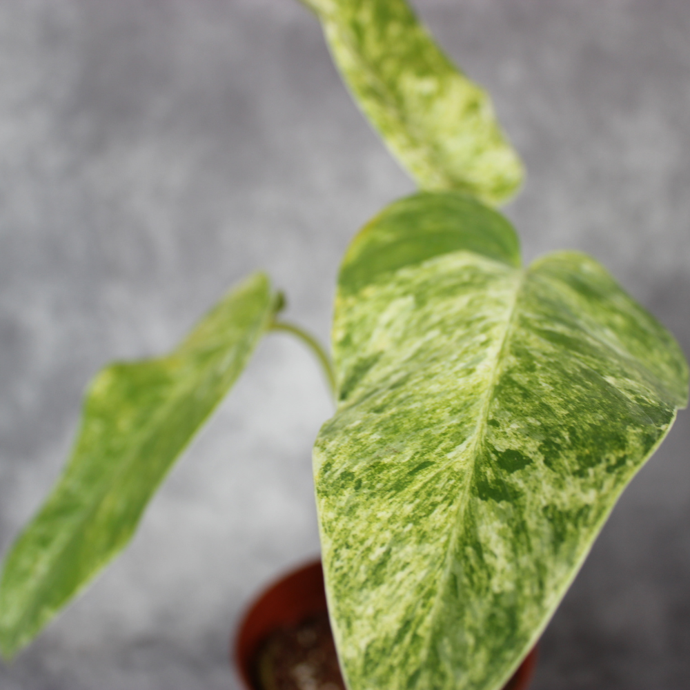 Philodendron Giganteum Blizzard Variegated